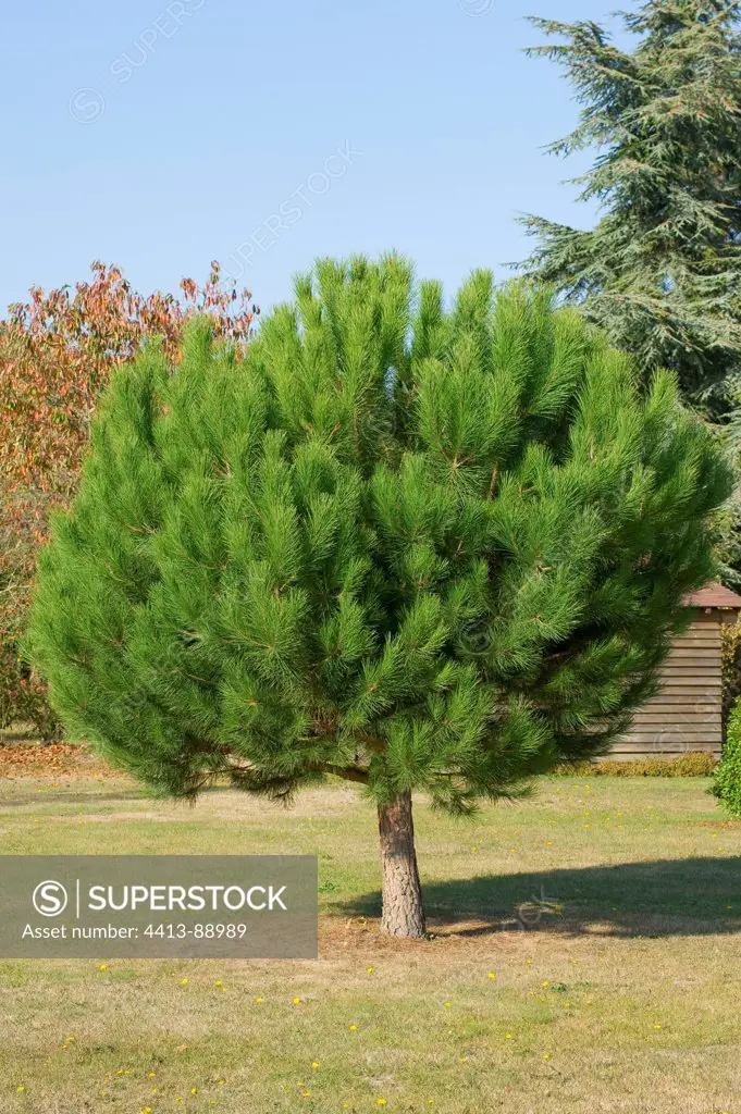 Italian stone pine in a garden in autumn