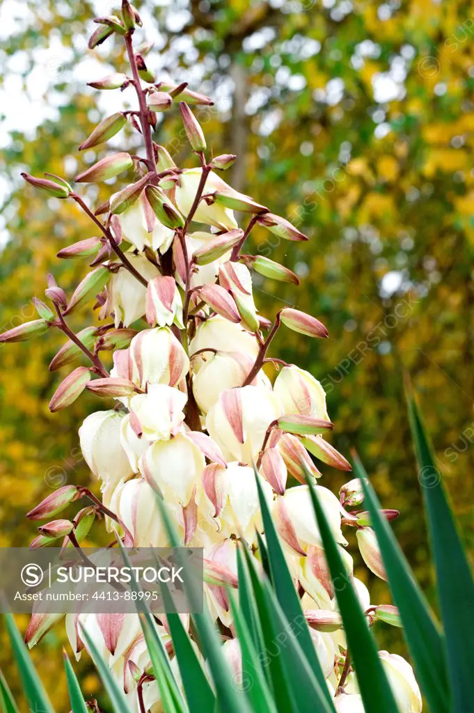 Yucca in bloom in autumn