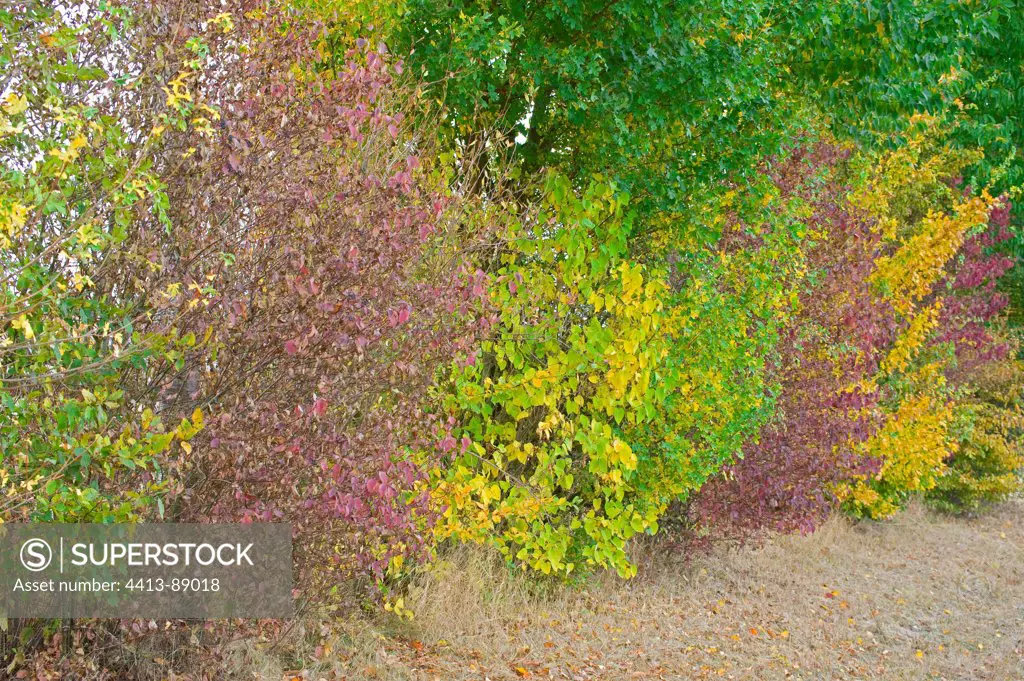 Mixed hedge in autumn