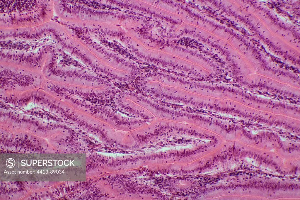 Cross section of the duodenum of a rabbit