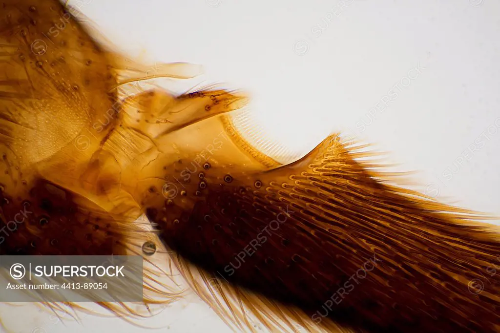 Bag pollen on the leg of a worker honey bee
