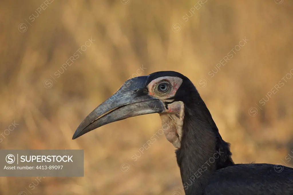 Southern Ground-hornbill in Kruger NP South Africa