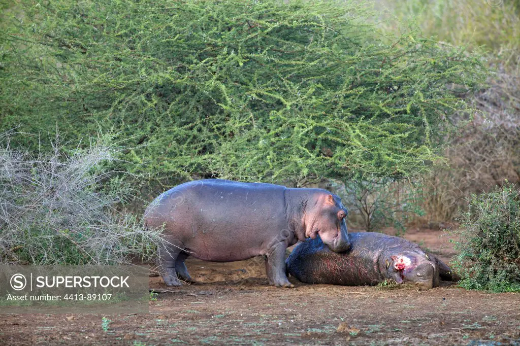 Hippopotamus sniffing another died of natural Kruger NP