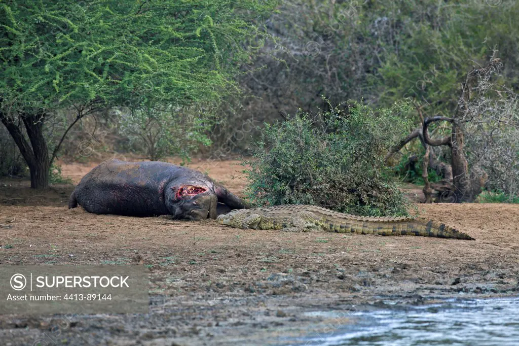 Nile Crocodile approaching an death Hippopotamus Kruger NP