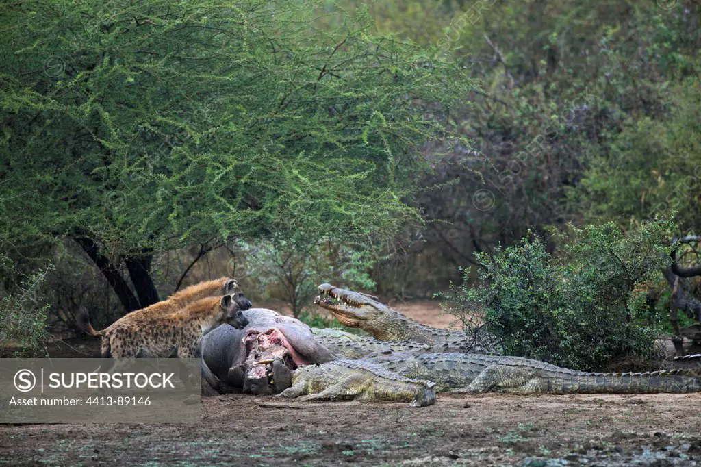 Hyenas and Nile Crocodile around death Common Hippopotamus