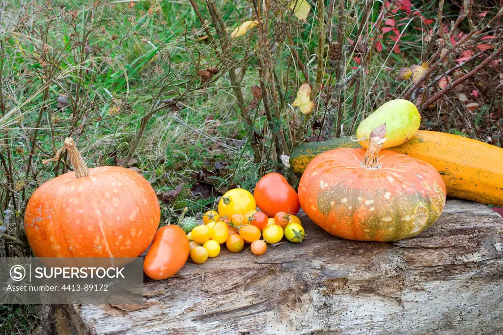 Harvest of squashs and tomatoes in a garden in autumn