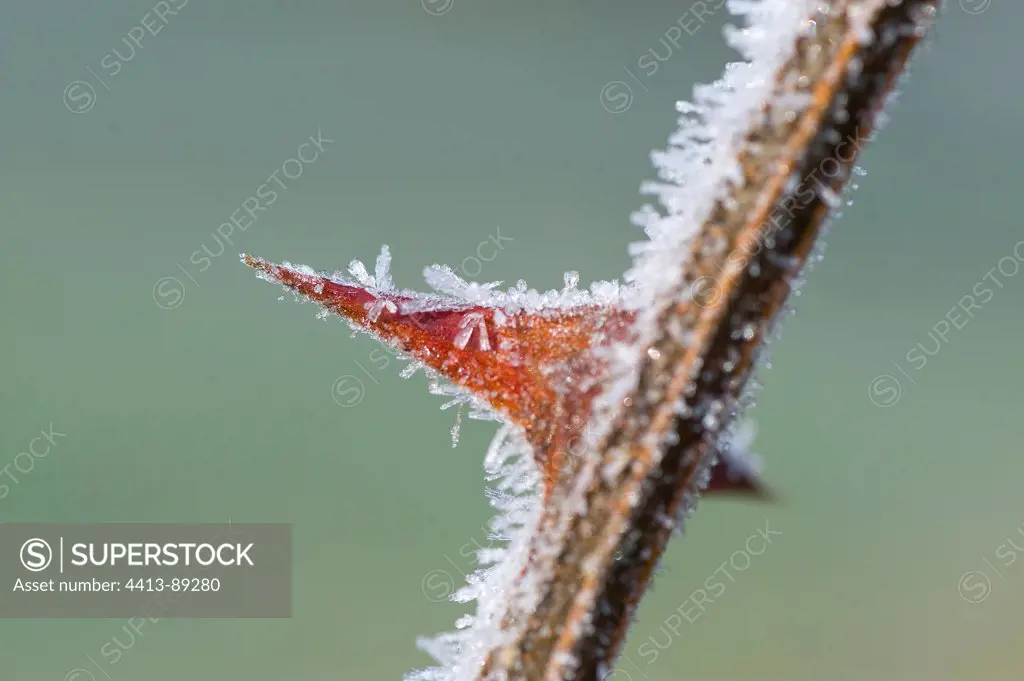 Frost on a thorn in winter