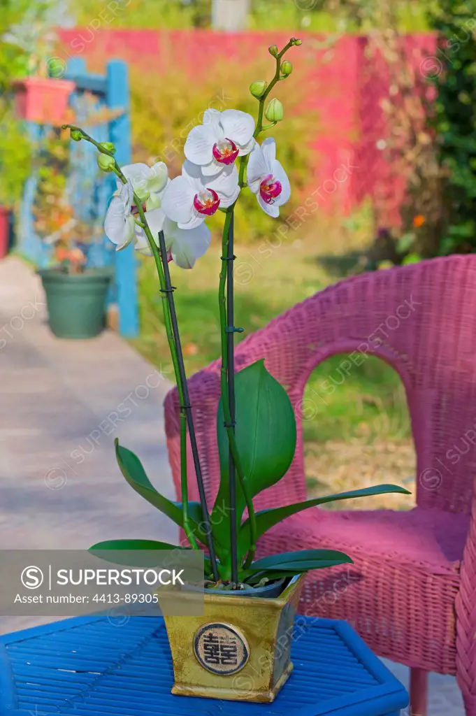 Phalaenopsis orchid on a garden terrace