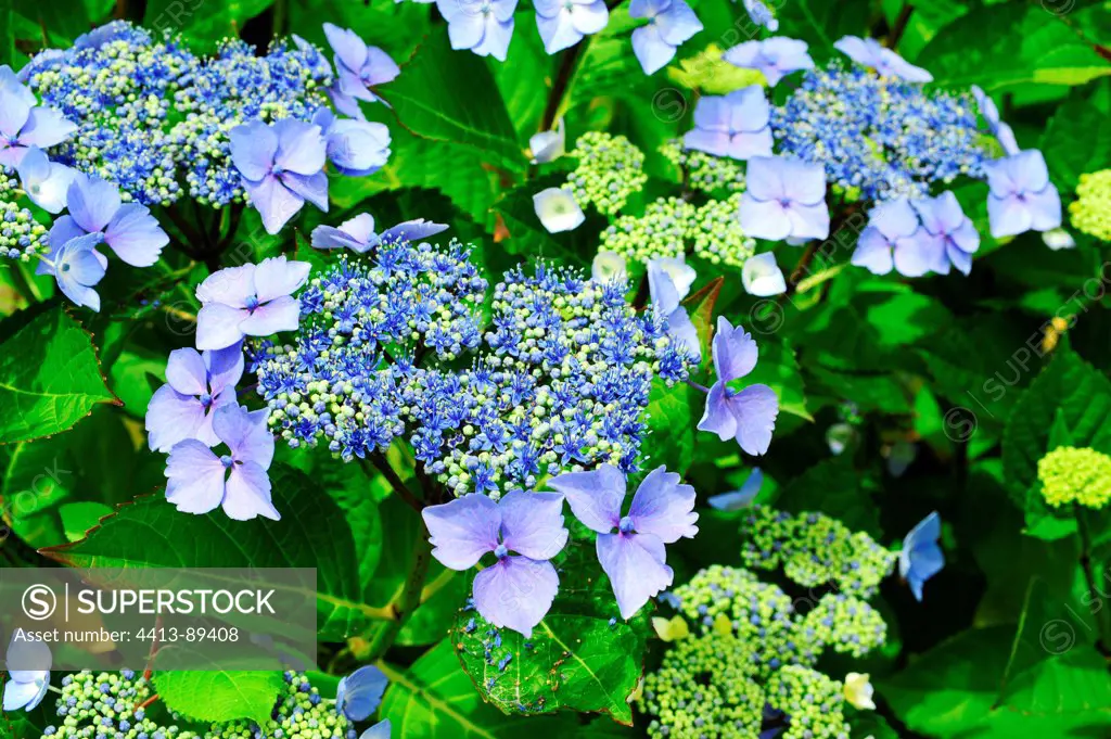 Hydrangea 'Blaumeise' in a garden