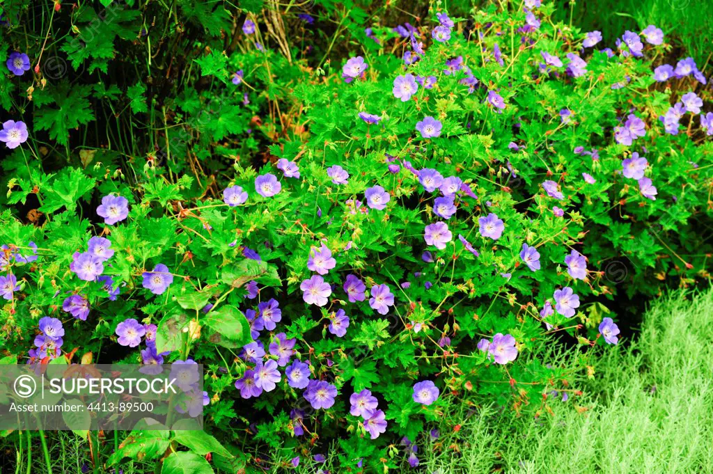 Geranium 'Johnson's Blue' in bloom in a garden