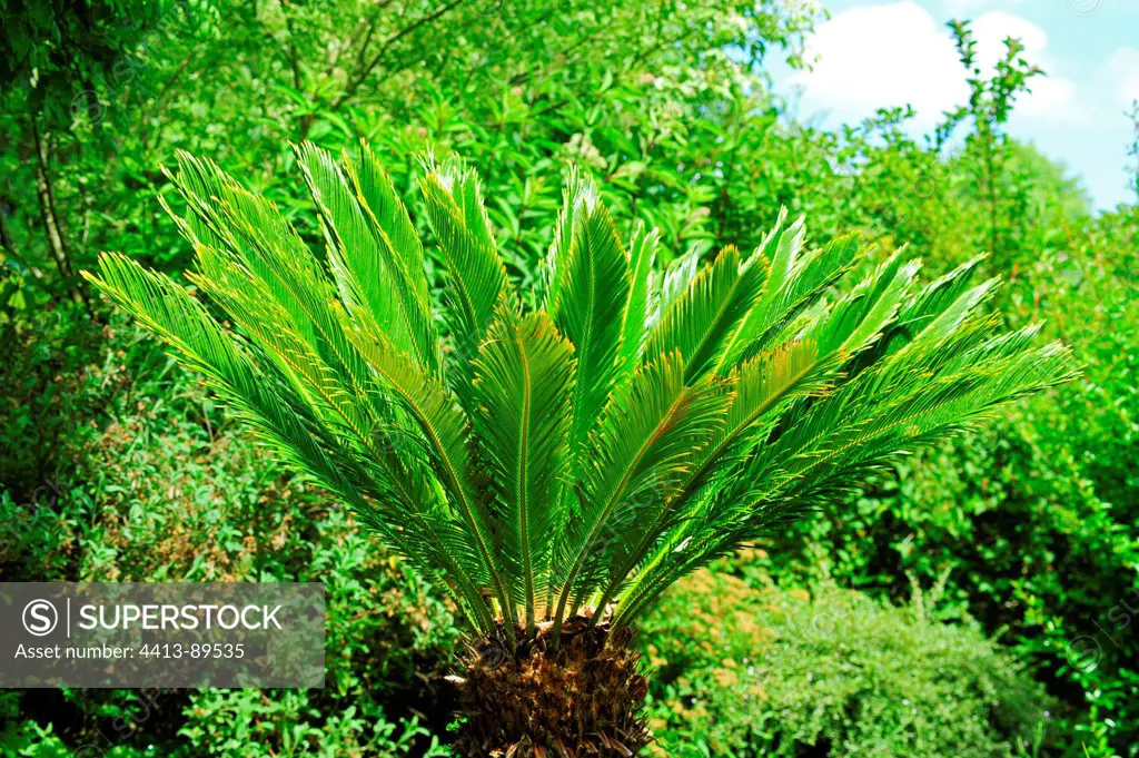 Sago palm in a garden
