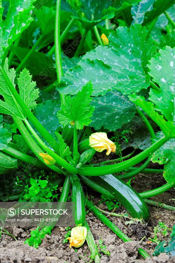 Zucchinis in a kitchen garden