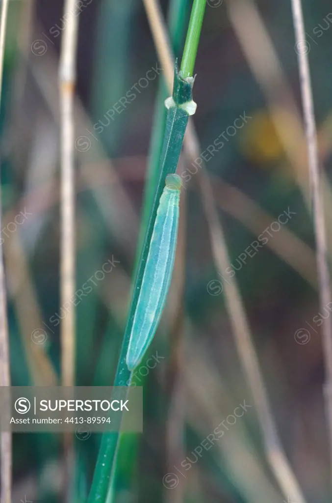 Small skipper catterpillar