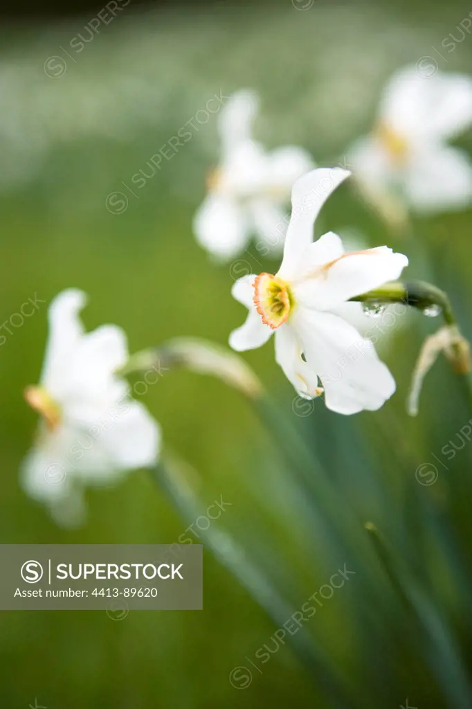 Daffodils in bloom Parc Naturel Régional du Verdon France