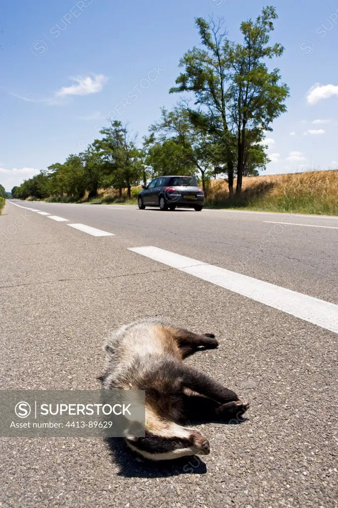 Eurasian Badger victim of a traffic accident France