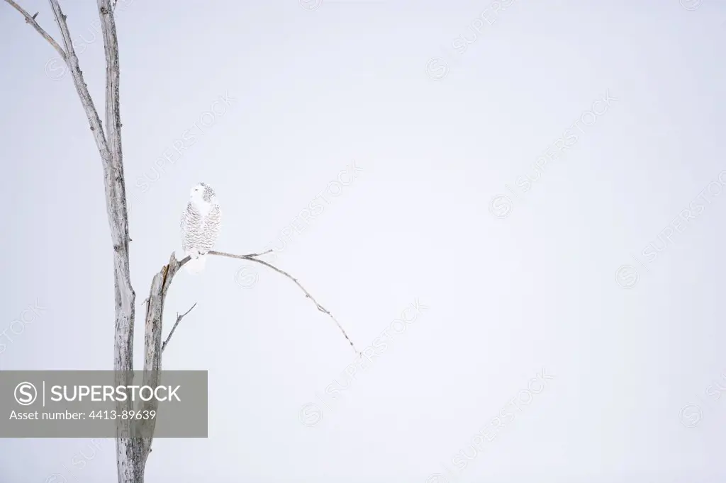 Snowy owl on a tree in winter Quebec Canada