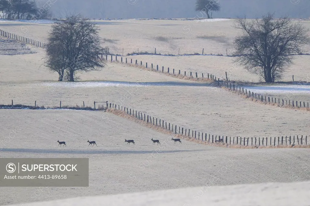 Herd of Roedeer in the meadows in winter Vosges France