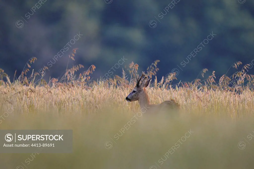RoeBuck in the tall grass Vosges France