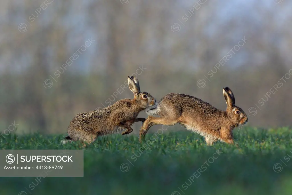 European Hares running in a meadow Vosges France