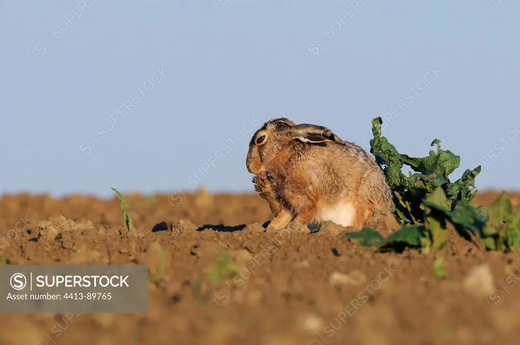 European Hare grooming in a field Vosges France