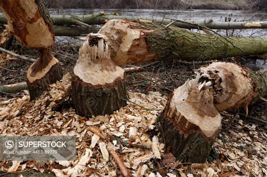 Trunks gnawed by beavers Allier riverbank France