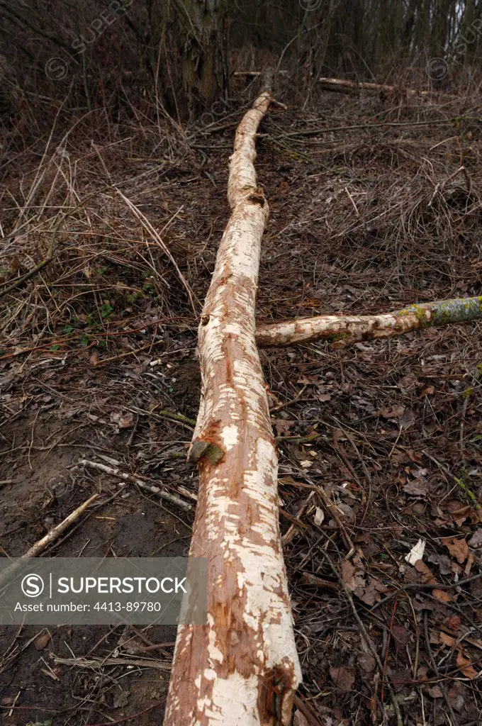 Trunk gnawed by beavers Allier riverbank France