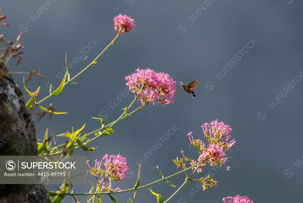 Olive Bee Hawk-moth gathering nectar on Red Valerian