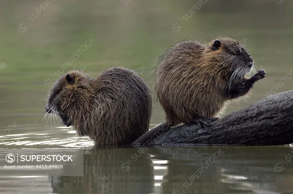 Coypu grooming on the side of the Allier river France