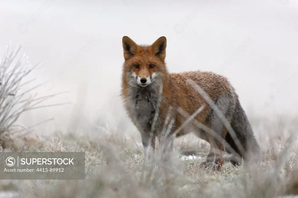 Red Fox in the frost Vosges France