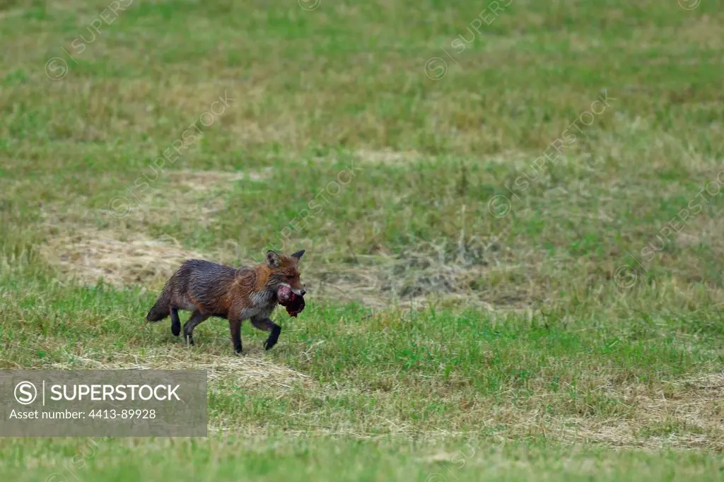 Red fox carrying its prey Vosges France