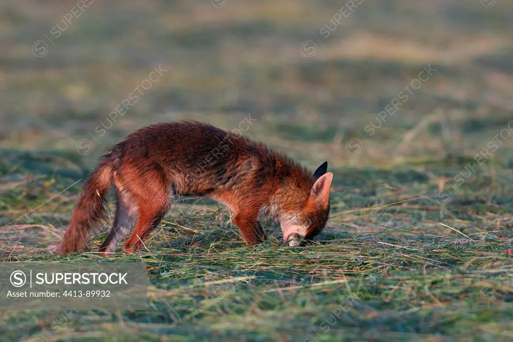 Red Fox capturing prey in the hay Vosges France