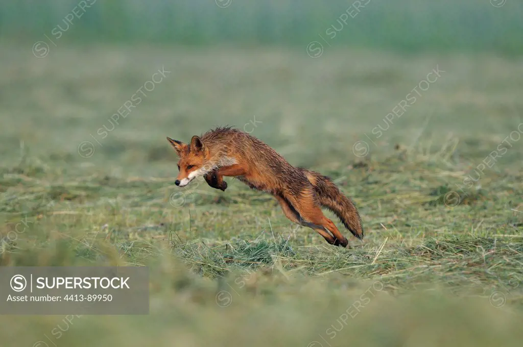 Red Fox hunting in hay Vosges France