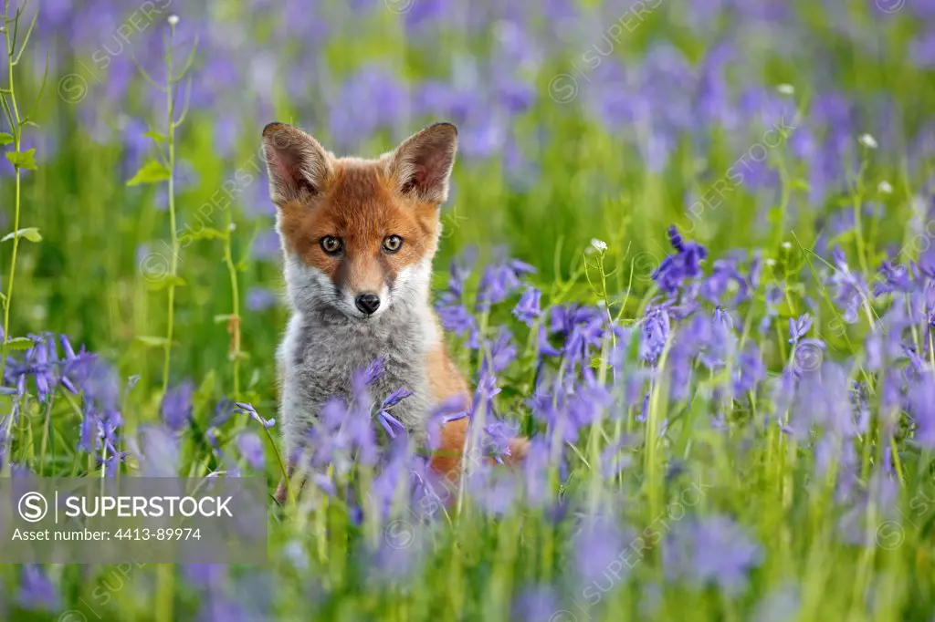 Young Red fox amongst bluebells spring Great Britain