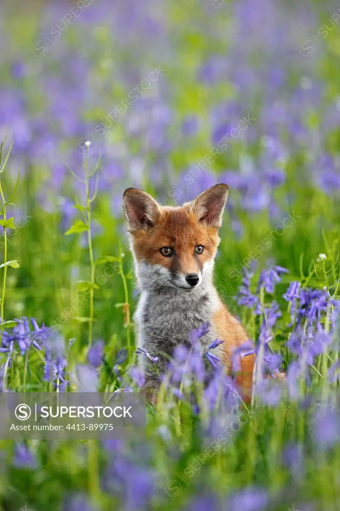 Young Red fox amongst bluebells spring Great Britain