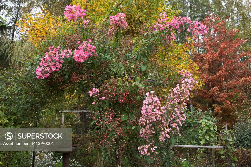 Rose-tree 'Alden Biesen' in bloom in a garden in autumn
