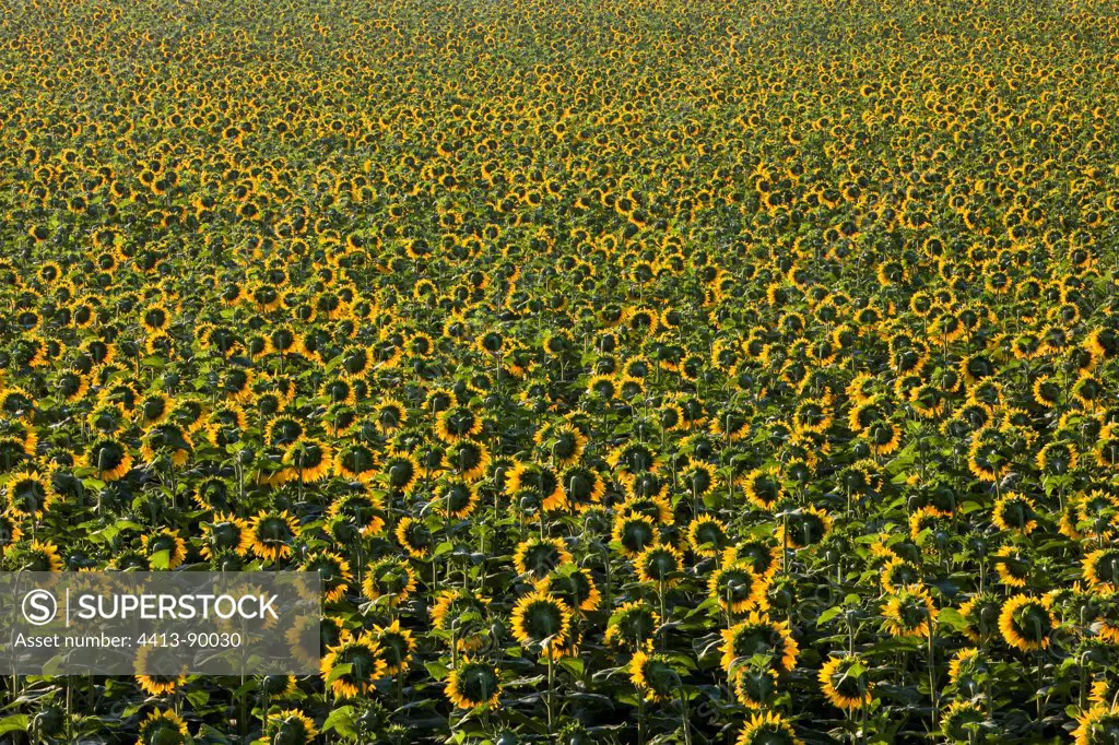 Field of Sunflowers in Provence France