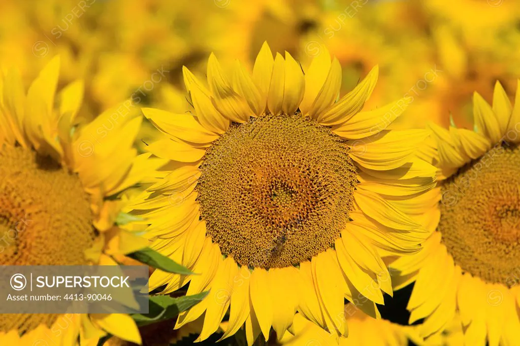 Sunflowers in Provence France