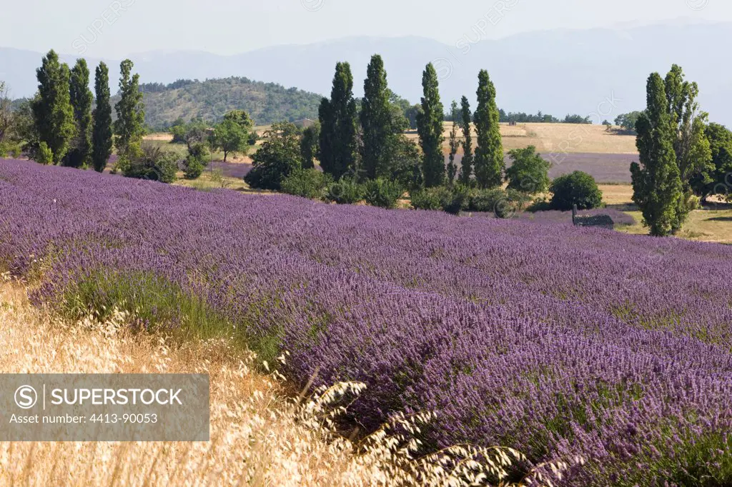 Landscape of Provence with Lavender France