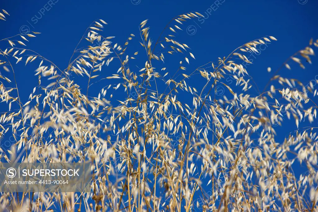 Dry grass on blue sky Provence France