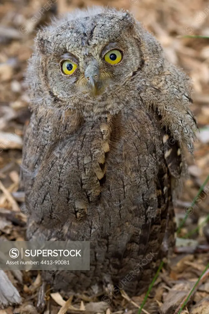 Young Common Scops-owl leaving the nest