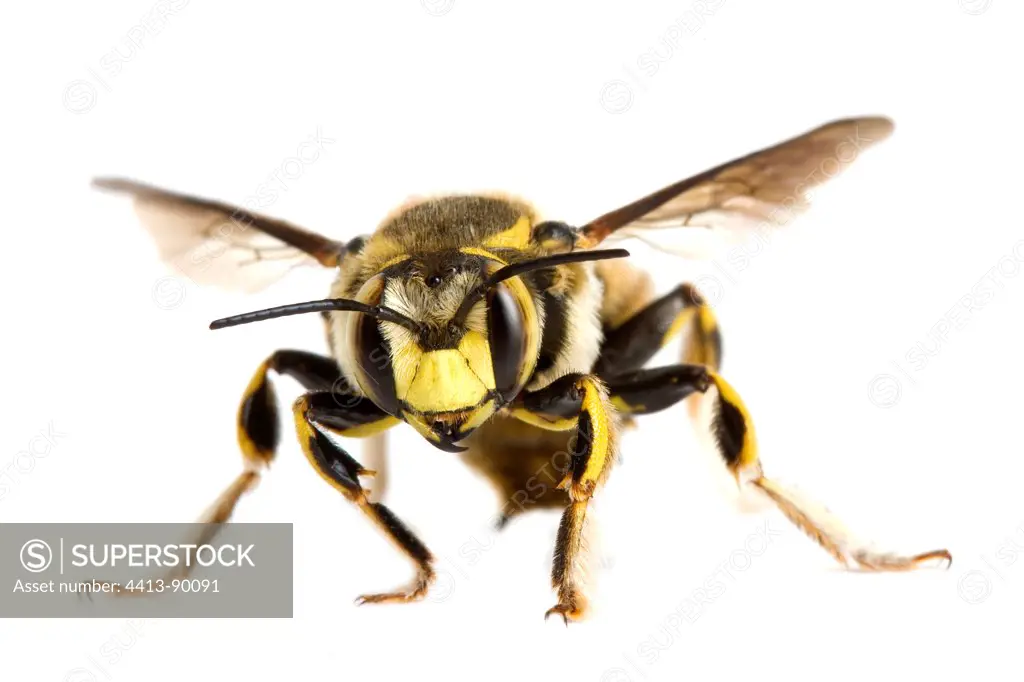 Potter Bee on white background