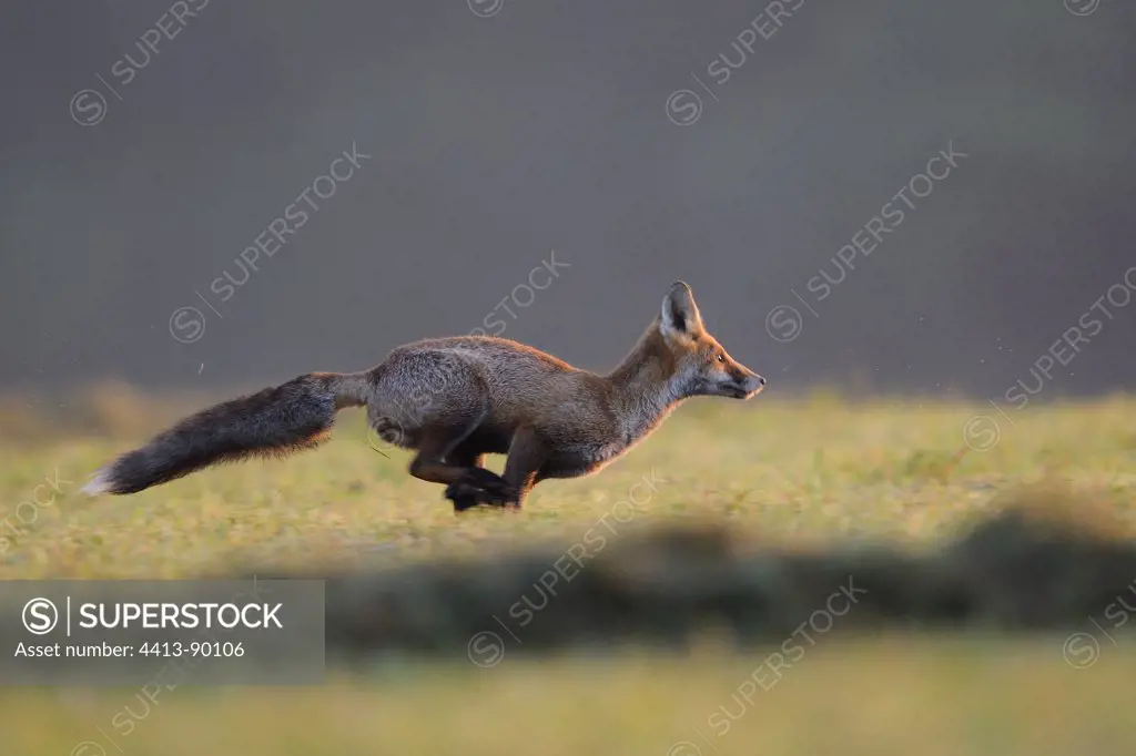Red fox running in a meadow Vosges France