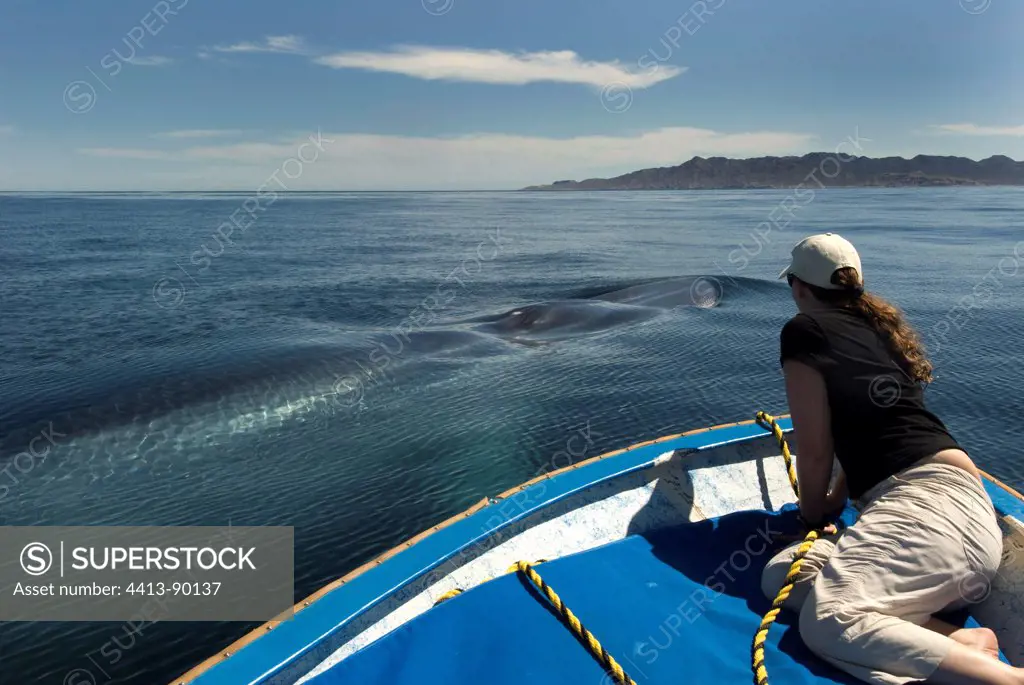 Blue whale researcher watches a whale pass by