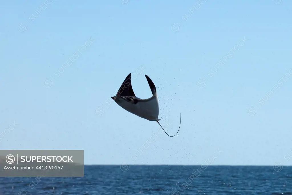 Leaping Mobula Ray high out of the water Gulf of California