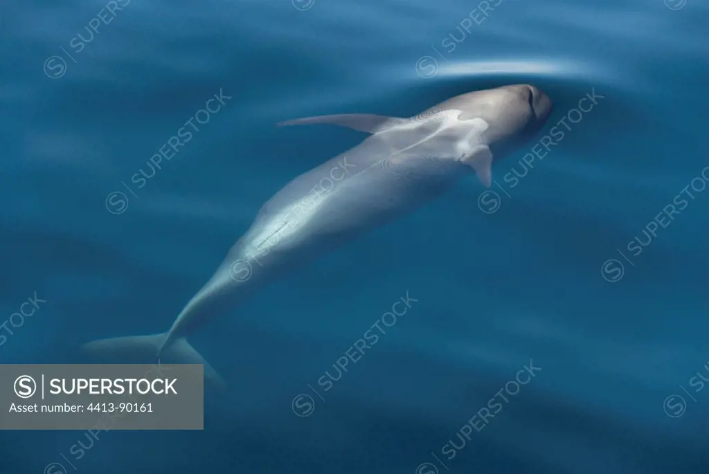 Baby pilot whale upside down Gulf of California