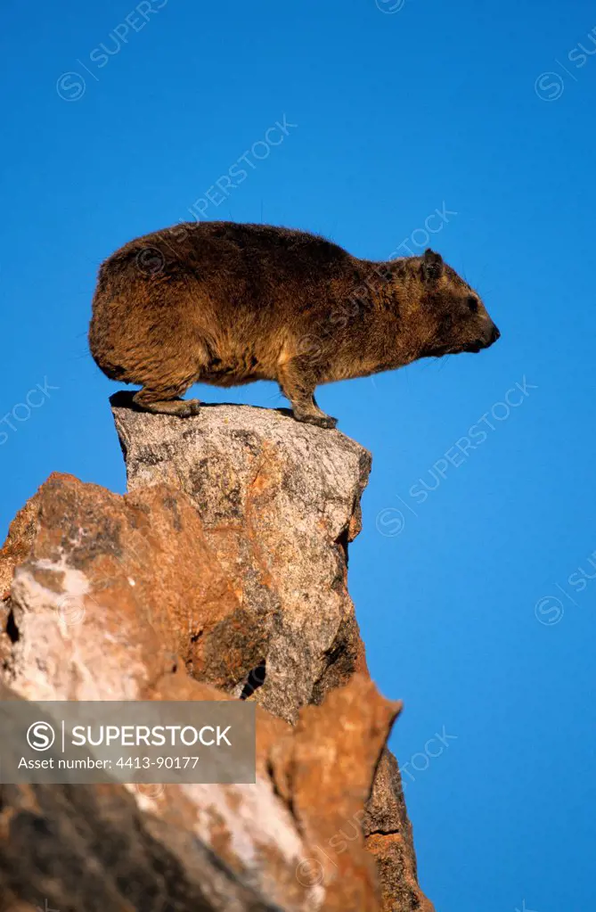 Rocks Hyrax on a rock Augrabies Falls South Africa
