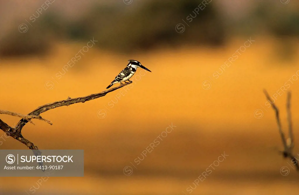 Pied Kingfisher on a branch at dusk Pilanesbergreserve