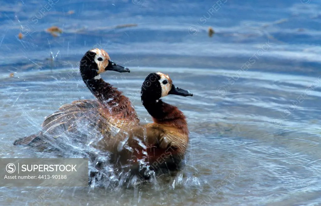 White-faced Whistling ducks wallowing in water Pilanesberg