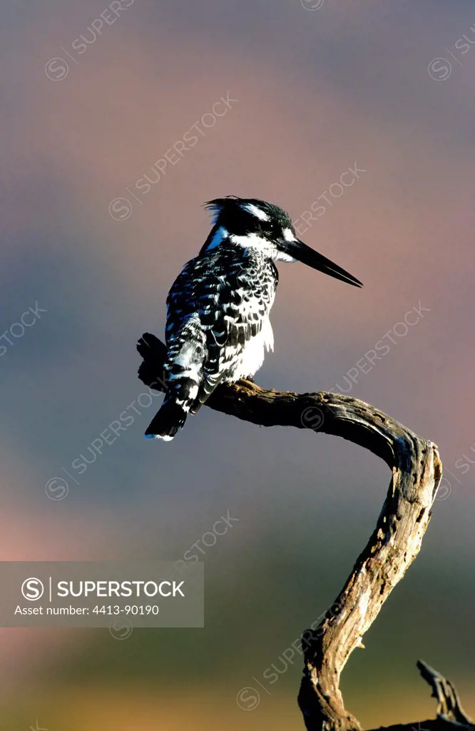 Pied Kingfisher on a branch at dusk Pilanesbergreserve