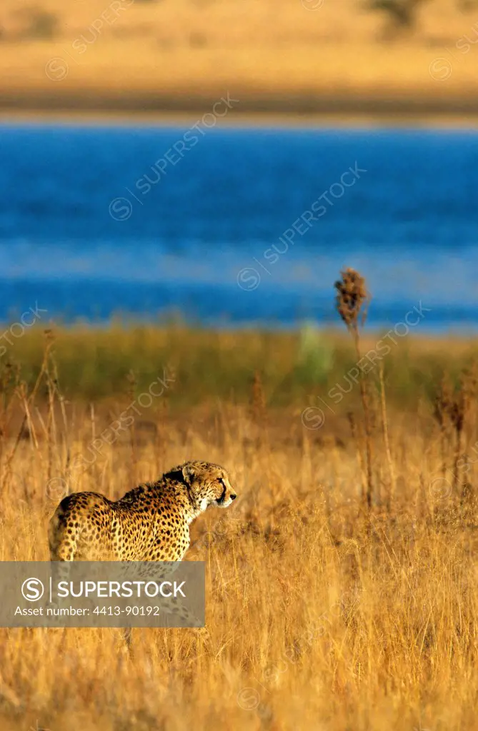 Cheetah approaching a watering place Pilanesbergreserve